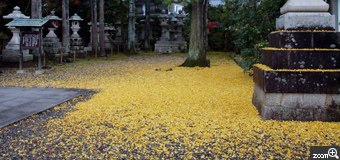 MIDORI／滋賀県愛知郡愛荘町　「銀杏の葉っぱ」　時間が遅かったので少し残念でした。