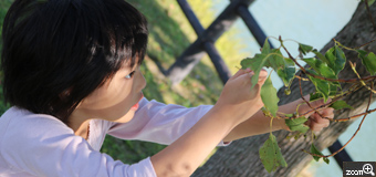 カエル／愛知県愛知郡東郷町　「小春日和」　キラキラ日差しが娘に降り注いでいました。　夢中で木の実を取っていたのでこっそりと。
