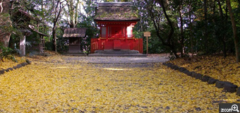 ぽんた／千葉県流山市　「熱田神宮のイチョウ」　熱田神宮の赤いお宮とイチョウの葉が素晴らしかったです。　秋の熱田神宮のお宮と絨毯のようなイチョウと朝日の明るさが夢のなかみたいです。