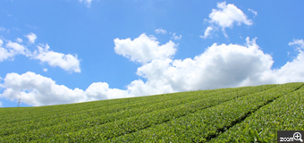 mari／奈良県奈良市　「緑海原」　奈良市の田原地区に広がる茶畑。映画「もがりの森」のロケ地にもなったことで有名なこの地。どこまでも続く緑の海原に心を奪われました。