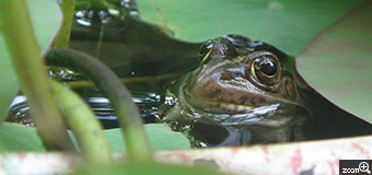 はなまま／愛知県豊田市　「ハス鉢の蛙」　なぜかハス鉢に住んでる？何度出してもいつの間にかかえる。　水の中で気持ちよさそう。大きな目、意外とかわいい顔してるな～。
