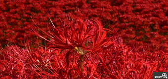 lillymos／愛知県名古屋市　「RED」　鮮やかな秋の紅　曼殊沙華の赤い絨毯もとりたいし、一輪、存在感を出して撮りたい。と、アングル探して右往左往。ベストな赤色を探すために露出補正を変えながら何枚も撮りました。赤を撮るのは難しい。