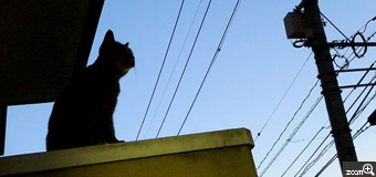 Mery／熊本県熊本市　「夕暮れのネコ」　ネコは夜空に似合いますね。　こちらからは、ネコのシルエットしか見えないのですが、ネコには私の様子がしっかり見えているんでしょう。すぐに動き出しそうな中、急いでシャッターを切りました。