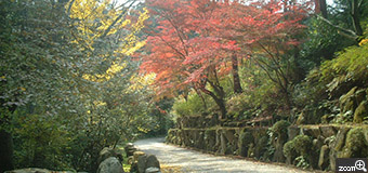 近江藤／滋賀県東近江市　「寺の散歩道」　石山寺にも秋が訪れました。　赤黄緑のコントラストがみごとな路に出会いました。