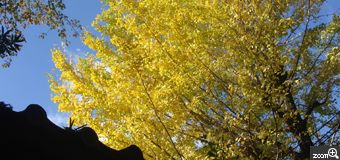 はなまま／愛知県豊田市　「秋晴れ」　青空と銀杏の葉の黄色のコントラスト