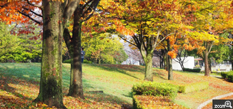 よっちゃん／愛知県春日井市　「公園の紅葉」　遠くの紅葉名所に行かなくても、自宅の近くの紅葉のほうが綺麗ですよ。　朝から快晴だったのでいい感じの場所を撮りました。