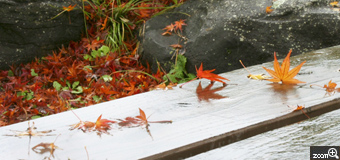 Mery／熊本県熊本市　「濡れモミジ」　上には赤く染まったモミジがあり、落ちたばかりのモミジに囲まれて、秋を楽しみました。　ポイントは、モミジが流れるような構図です。