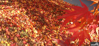はなまま／愛知県豊田市　「散紅葉」　地面に落ちた紅葉の絨毯。　ポイントは、光の当たり具合です。