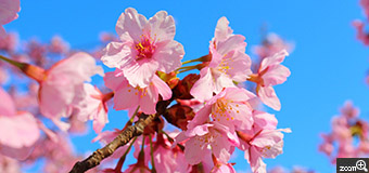 Erin／愛知県名古屋市　「春・うらら」　何桜でしょうか？近くの公園に散歩に行くと、もう既に満開！まだ寒い日が続く早春に、春の陽光を浴びて満開の桜を見ると心がほんわか温まり、ウキっと少し元気になります。