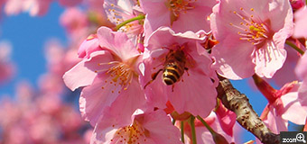 Erin／愛知県名古屋市　「おいしい～　おいしい～」　ミツバチも春を待ちわびていたようです