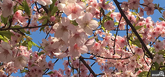 フリューゲル／愛知県名古屋市　「サクラ色の空」　桜の下から見上げた空が、サクラ色だったので。　早咲きのオオカンザクラの下に寝転び空を見たら満開の桜でサクラ色に！空の青とサクラ色のバランスを考えて撮りました。