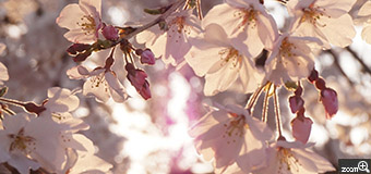 うさこ／愛知県春日井市　「春の夕方」　夕方の公園で見かけた枝下桜。薄いオレンジ色の夕陽に透けるピンク色の桜がとってもキレイでした。　キレイなオレンジピンク色になるといいなと思いながら撮りました。