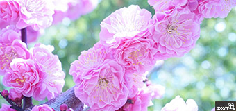 うさこ／愛知県春日井市　「爽やかな春」　公園散歩中に見かけた梅。キレイなピンク色の花びらに見とれてしまいました。　太陽に光る木々のグリーンと梅のピンク色が爽やかに見えるように光の加減を工夫しました。