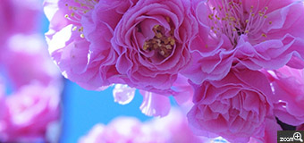 うさこ／愛知県春日井市　「ジューシーな梅色」　キレイな色の花びらと春の香り。ひしめき合ってポンポンに咲く姿が可愛らしかったです。　風が強くて枝がよく揺れました。キレイな花びらが青空に光るように粘りました。
