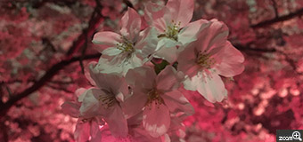 フリューゲル／愛知県名古屋市　「桜萌え」　夜桜見物　ピンク色のぼんぼりの灯りに照らされた桜に萌える。