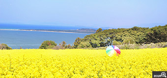くろわっさん／愛知県あま市　「黄色のじゅうたんから海を眺めて」　福岡県の能古島です。菜の花畑が満開！季節によってお花が変わるのも魅力。