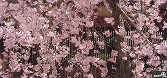 はなまま／愛知県豊田市　「しだれ桜」　かわいいピンクの桜の花。　流れるような花と背景がポイントです。
