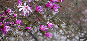 budmama／三重県桑名市　「シデコブシ満開」　東海地方特有の花らしいです、初見。　白やピンク、いろいろな色の木があったので、その色を意識して撮影しました。