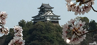 ひろちゃん／愛知県江南市　「花で包んで...」　木曽川と犬山城と桜～素晴らしい眺めでした。
