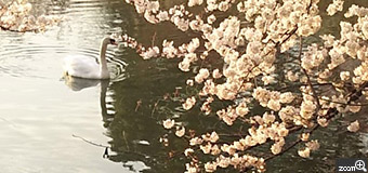 さくらあんぱん／愛知県名古屋市　「お初にお目にかかります。」　桜と名古屋城をパシャりにお邪魔したら、アタシもいるわよ(笑)と白鳥さんがお出ましになられたので記念に１枚撮らせていただきました。白鳥さんありがとうございます。