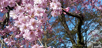 ヨッコ／滋賀県大津市　「日吉大社の垂れ桜」　色鮮やかなピンクに見とれます