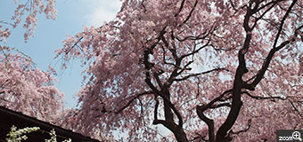 MIDORI／滋賀県愛知郡愛荘町　「原谷苑のさくら」　京都の桜を見に行ってきました。今年は咲くのが早いのでどうかと思ったのですが最高にきれいでした。　その日はテレビでやってたので、それを見て来ましたという人が多く大変でしたけれど、、、、