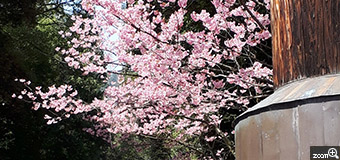ヨッコ／滋賀県大津市　「近江神宮　参道の桜」　色鮮やかなピンクの花を付け迎えてくれます