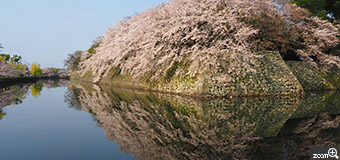 あずあず／愛知県北設楽郡設楽町　「春の彦根城」　水に映る景色は、別世界に吸い込まれるような迫力がありました。　少しでも風がふくと、水にうつる桜がゆらゆらしてしまうので、綺麗にうつるタイミングを見計らって撮影しました。午後同じ場所を通っても、全く水面にはうつっておらず、限られた時間しか見られない特別な場所でした。