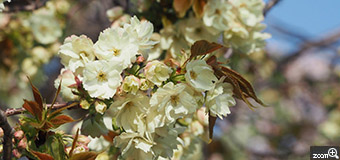 よっちゃん／愛知県春日井市　「黄色の桜」　春日井市の落合公園の桜は1100本もありまして、種類は90種類あるそうです。写真の桜は「ウコン桜」だそうですが、4月11日現在は黄色の桜で満開でした。