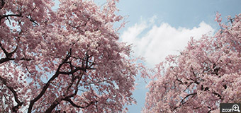 MIDORI／滋賀県愛知郡愛荘町　「桜と曇」　この日はテレビで見たので来ましたという人が多かった。