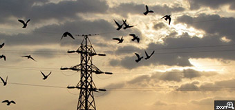 はるなつ／岐阜県揖斐郡揖斐川町　「雨あがりの朝」　雲間の朝日を撮ろうとしたら鳩の群れが偶然通ってくれました。　朝焼け空に鳩のシルエットが撮れて良かったです。