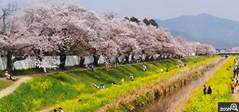 けいちゃん／愛知県東海市　「春満開！！」　新聞記事の写真につられて豊田市まで行ったけど菜の花がいまいち勢いがなくて、ちょっと残念でした。　桜と菜の花のコントラストを撮ってみたかったです。