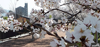 ヨッコ／滋賀県大津市　「「de愛ひろば」の花を満喫」　ママ友達のいこいの広場