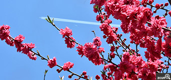 ミドリーヌ／愛知県名古屋市　「花桃とヒコーキ雲」　花桃を撮ろうとしたら飛行機がちょうど入ってきました