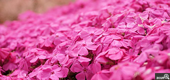 うさこ／愛知県春日井市　「芝桜」　ピンク色の絨毯がとってもキレイでした！　小さな花なのでアップで撮って可愛い花の形がわかるようにしました。