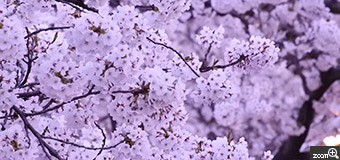 さとう／岩手県盛岡市　「桜の海」　ようやく桜が咲きました。開花宣言出たらあっという間に満開。慌ただしい北国の春です。