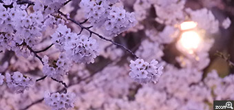 さとう／岩手県盛岡市　「夜桜」　満開の桜が綺麗でした。　暗くなってきたところだったので、撮影が難しかったです。