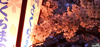 さとう／岩手県盛岡市　「ほろ酔い」　夜桜。桜の花もほろ酔いしているようでした。
