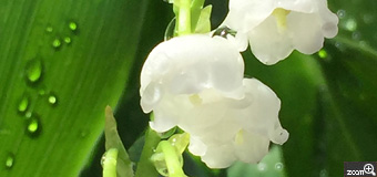 ひろちゃん／愛知県江南市　「スズランの花」　雨上がりに、白い可憐な花が、とても綺麗に咲いていました。