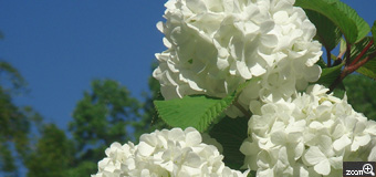 はなまま／愛知県豊田市　「大手毬の花」　新緑と青空に大手毬の白がよく映えてます。青空と新緑と花の白がすがすがしい感じが出たらいいなと。