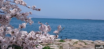 レモン／滋賀県大津市　「桜」　大津市浜大津、琵琶湖の近くにて。琵琶湖と桜が綺麗に見えるようにしました。