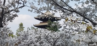 みきもっち／岐阜県各務原市　「仁和寺　御室桜」　満開の御室桜。五重塔を桜のフレームに納める感じで撮りたかった。