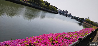 ポ／愛知県名古屋市　「春を感じる散歩」　堀川沿いにお散歩しましたー！つつじの香りに春を感じます。　つつじのピンクと空の青とのコントラストがポイントです。