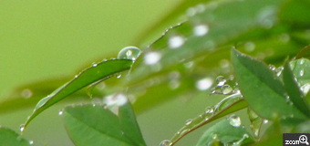 はるなつ／岐阜県揖斐郡揖斐川町　「新緑キラキラ」　5月、初夏の雨が南天の葉で踊ります。　かなりザーザー降りだったので、カメラを濡らさないよう苦労しました。