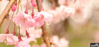 さとう／岩手県盛岡市　「雨の枝垂桜」　あいにくの雨模様の日でしたが、雨に濡れる枝垂桜も風情があって良かったです。