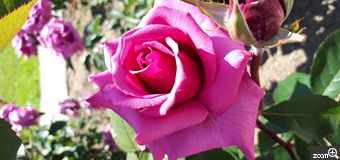 ヨッコ／滋賀県大津市　「薔薇の微笑み」　薔薇の香りにつつまれた優雅な一時
