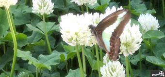 はる／愛知県名古屋市　「訪問者」　母と歩いててシロツメグサが咲いていたのでスマホで撮っていたら、キレイな蝶々が飛んできました。母が珍しい蝶々だと教えてくれたので、飛んで行ってしまう前にと慌てながらアングルを決めて撮りました。