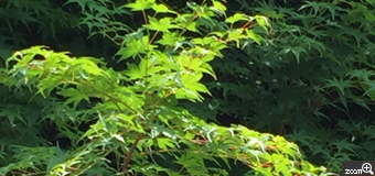 ひろちゃん／愛知県江南市　「バラの向こうに...」　青紅葉が陽に当たり、翼を広げて飛んでいる鳥のように見えました。