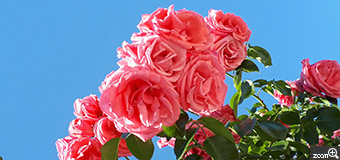 ヨッコ／滋賀県大津市　「青空も、薔薇も、五月晴れに浮かれて」　色鮮やかに咲き誇った薔薇も、青空に感謝