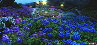 愛写道／静岡県磐田市　「６月の宝石」　愛知県「形原温泉・あじさいの里」にて撮影。　できるだけ多くの紫陽花をフレームに入れたいと思い、魚眼レンズを使ってみました。